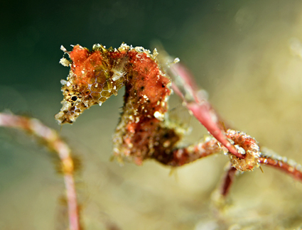 49a2fa182d25387bbdceb5533134199b_이상훈 접사2.jpg